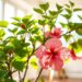 Jak pielęgnować hibiskusa